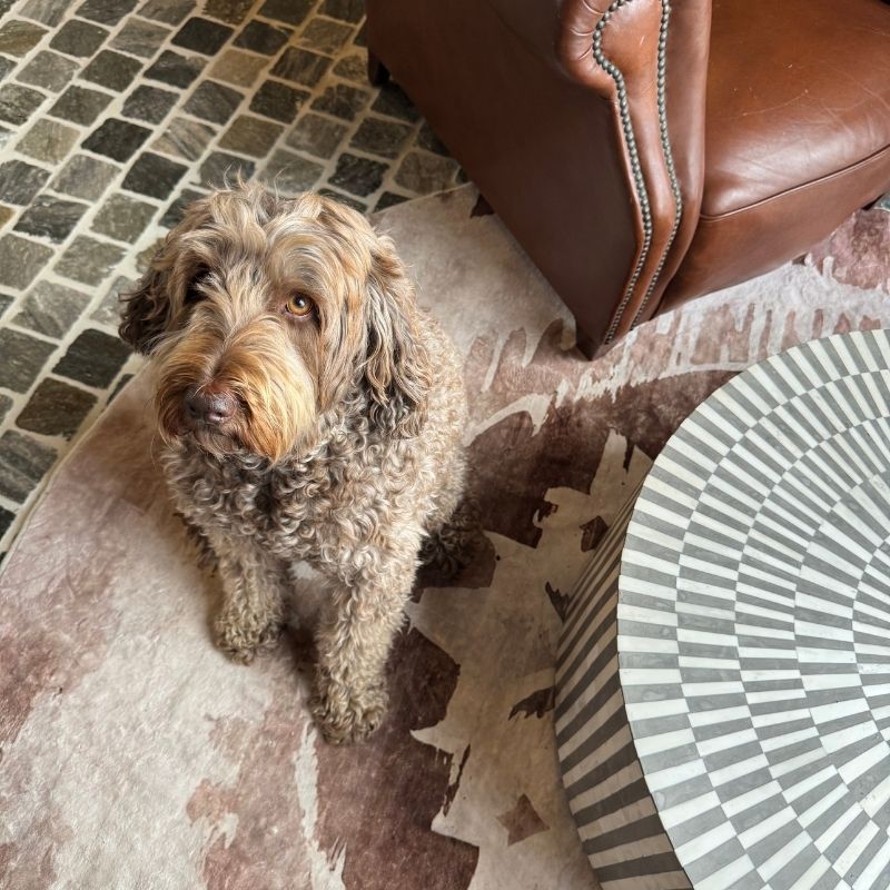 Washable Rugs for Busy Households: A Beginner’s Guide to Stress-Free Cleaning
