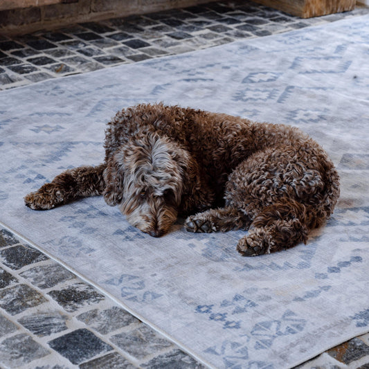 Why Pet-Friendly Rugs Define Modern Living